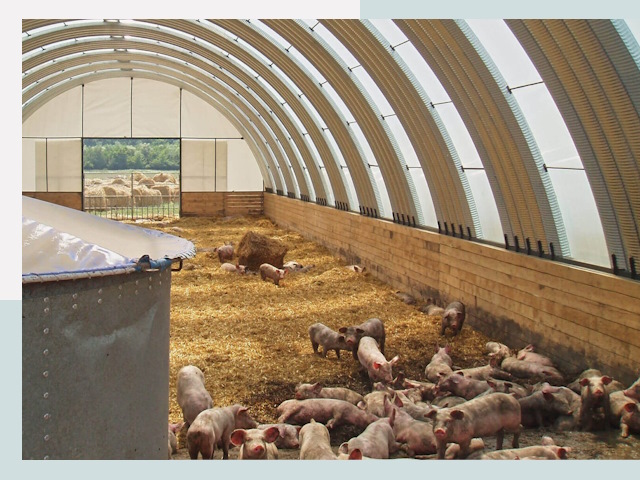 Строительство свинарников в Белове