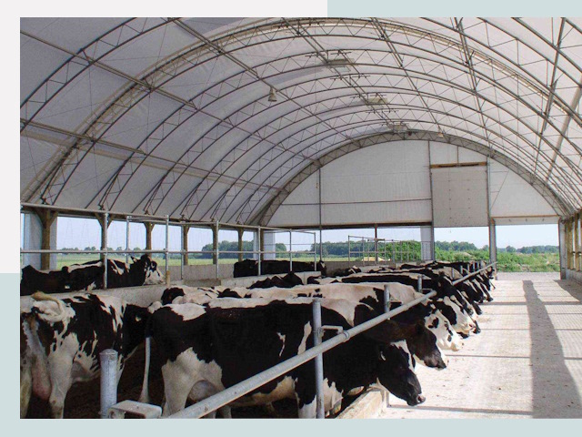 Тентовые коровники в Белове